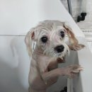 오구오구살롱 네이버블로그