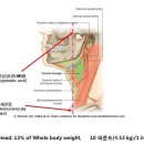 BE3_전방머리자세와 내재, 외재근(Forward Head Posture and Intrinsic, Extrinsic Musculature) 이미지