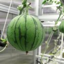 고추연구소농장 이미지