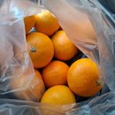 수성농장 | [ 제주도 ] 귤 황금향 택배 선물 포장 내돈내산 추천 _ 수성농장