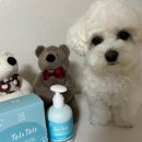 하나애견 | 톨스톨스블루라군스파워시 애견샴푸 솔직 후기 🐾