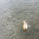 평창낚시 이미지