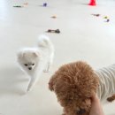 시오멍 이미지