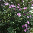 갈치호수길 | [군포 수릿길] 갈치호수길(자연마을길)