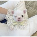 오독안심분양센터 강아지분양 고양이분양 광주점 이미지