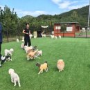 자연속의 펫 이미지