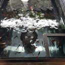 한국관상어협동조합 이미지