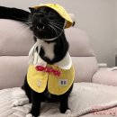 고양이 유치원 | 반려동물 용품ㅣ펫츠앤미 고양이 강아지 유치원 케이프 스카프 모자 착용 후기