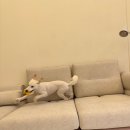 코코 반려견샵 이미지