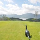 고성컨트리클럽 이미지