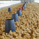 낙천그린농장 이미지