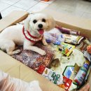 개똥이와냐옹이 이미지