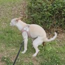 찐펫 | 강아지 영양제 찐펫 프로바 강아지 영양제 홍삼 유산균 사료 챙겨주고 있어요