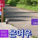 은여우_모피 위해 사육하는 붉은여우 변이종 이미지