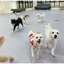 놀루오숑 | 대전강아지호텔 반려견과 함께하는 특별한 하루