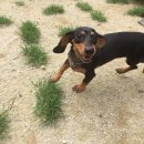 알로하도그 이미지