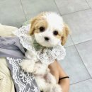 오독안심분양센터 강아지분양 고양이분양 인천점 이미지