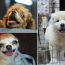 핫도그애견샵 이미지