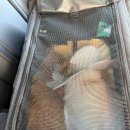 프린세스 캣 | [김해] 고양이미용실 프린세스 캣 (뷰티,태풍이)미용후기