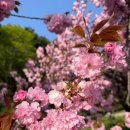 서산터널 화장실 | 서산 문수사 겹벚꽃 명소 실시간 주차 포토존 화장실 주말 4/26 만개