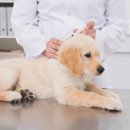 24시 나음동물 의료센터 이미지