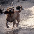 몽몽이# 이미지