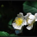 찔레꽃(Baby Rose) - 꽃말: 고독, 주의 깊다, 이미지