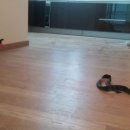 대림약품 이미지