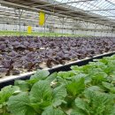 짱구농장 이미지