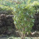 신효동-30 이미지