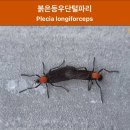 파리 이미지