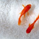 금붕어PC 이미지