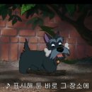 바오펫살롱 네이버블로그