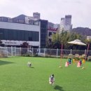 펫프닝 타운 이미지