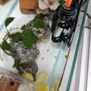 몽키바나나 | 몽키바나나 구피 출산 후기 – 부화통 이동·치어 급여까지 전 과정 기록