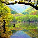 가을감성 품은 향기로운 구절초(Korean Chrysanthemum) ~ 정읍 산내 구절초 이미지