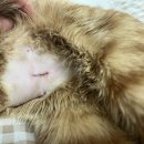 멍멍냐옹동물병원 | 고양이 중성화 I 멍멍냐옹 동물병원 I 인천동물병원