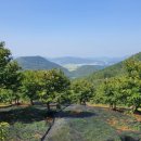 은골구기자마을 이미지