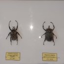 계룡스파텔 이미지