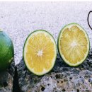 감귤향기힐링파크 이미지