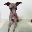 멈머다냥 이미지