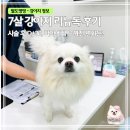 독 | 7살 강아지 리뉴독 후기｜D+30 일상 변화 기록