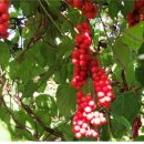 인제농장 이미지