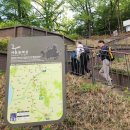 ＜제355차＞260423목 대모산(수서역코스)외 배꽃(콩배.문배.배), 아차산성내의 벚나무(직경2m?) 이미지