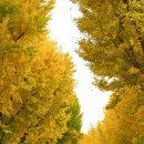 곡교천 은행나무길 이미지