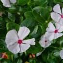 신창동2차남양휴튼 이미지