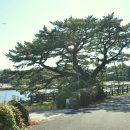 제주 수산리 곰솔 이미지