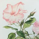 보태니컬아트 이미지