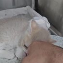 고덕 365 동물의료센터 이미지