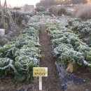 늘푸른농장 이미지